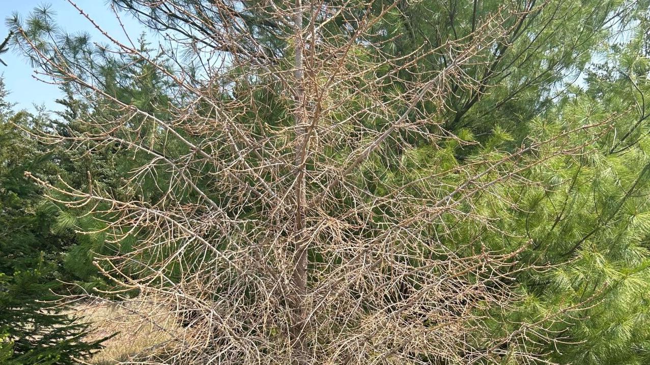 Sarah Browning: Drought tough on trees, too